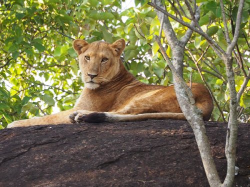 Kidepo lion F&M Adventure Safaris Uganda