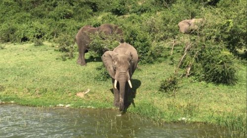 Elephants on safari. PHOTO by Kyaninga Lodge, Fort Portal Uganda