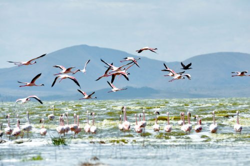 Lesser Flamingos. Lake Elmenteita Serena Camp. Soysambu Conservancy Kenya