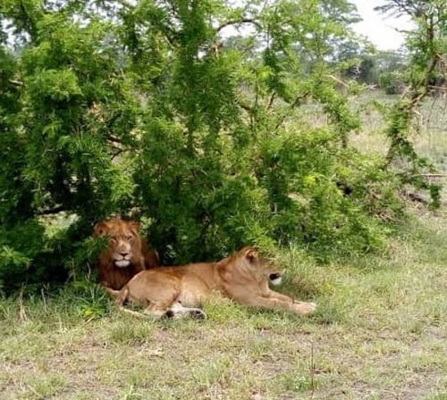 Lions. MuAfrika Adventures