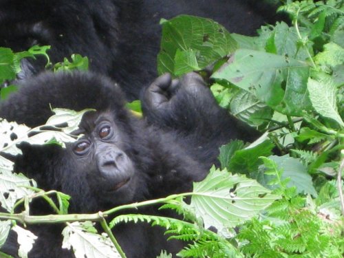 Mountain gorilla baby. Safari Vacations and Travel Services