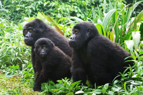 Mountain gorillas. Safari Vacations and Travel Services Uganda