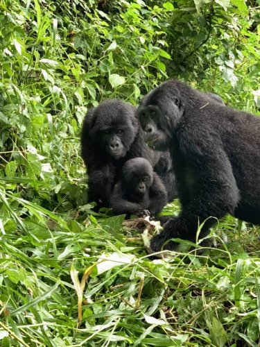 Mountain gorilla family. Safari Vacations and Travel Services Uganda
