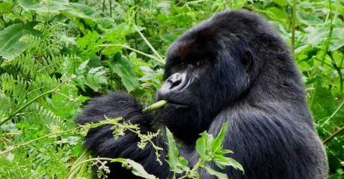 Mountain gorilla. Safari Vacations and Travel Services Uganda