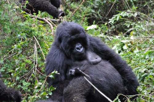 Mountain gorilla. Safari Vacations and Travel Services Uganda