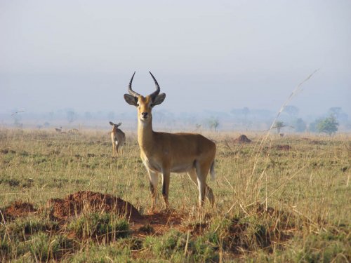 Murchison Falls National Park Uganda kob. Diary of a Muzungu