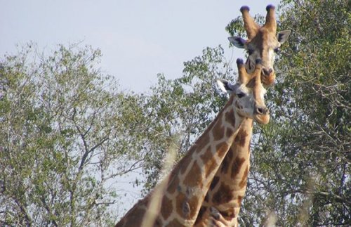 Murchison Falls National Park giraffes. Diary of a Muzungu