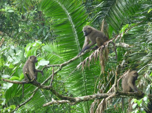 Olive Baboons, Sunbird Hill, Kibale Forest Uganda