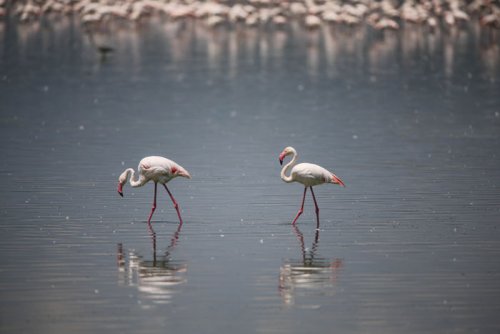 Pair Greater Flamingos. Lake Elmenteita Serena Camp. Soysambu Conservancy