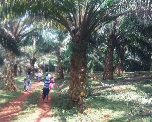 Philo Leisure Gardens Kalangala Ssese Islands. palm oil plantation