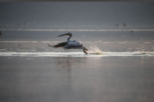 Pink-backed pelican. birdwatching. Lake Elmenteita Serena Camp. Soysambu Conservancy