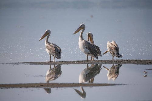 Pink-backed pelicans. birdwatching. Lake Elmenteita Serena Camp. Soysambu Conservancy