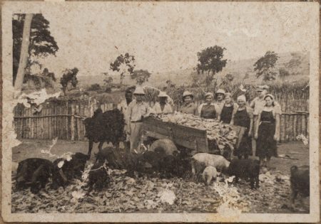Polish refugees pig farming. PHOTO Uganda National Archives