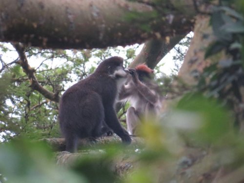 Red Colobus grooming red-tailed monkey KAFRED Bigodi