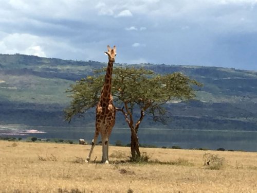 Rothschild's Giraffe. Lake Elmenteita Serena Camp, Soysambu. Diary of a Muzungu