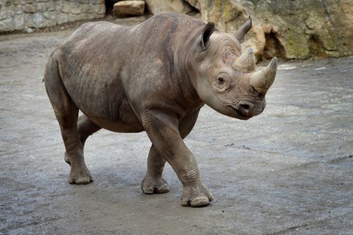 Black Rhino transfer to Akagera Rwanda