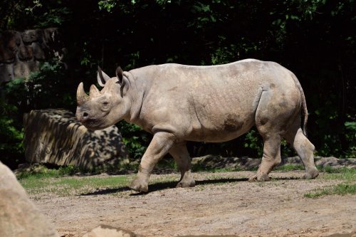 Black Rhino transfer to Akagera Rwanda