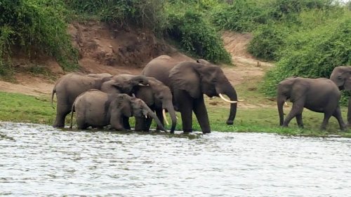 Safari Vacations and Travel Services Uganda. elephants