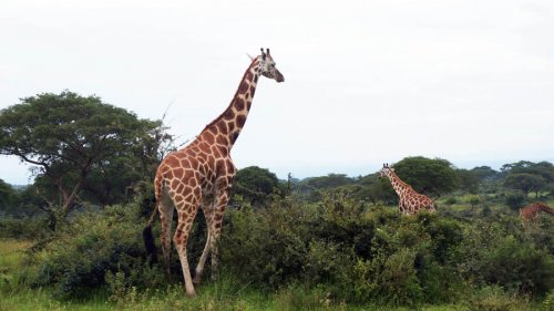 Safari Vacations and Travel Services Uganda. giraffes