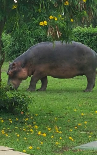 Safari Vacations and Travel Services Uganda. hippo