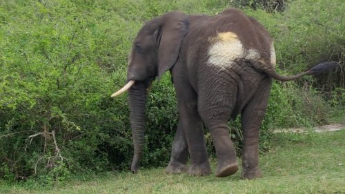 Safari Vacations and Travel Services Uganda... elephant