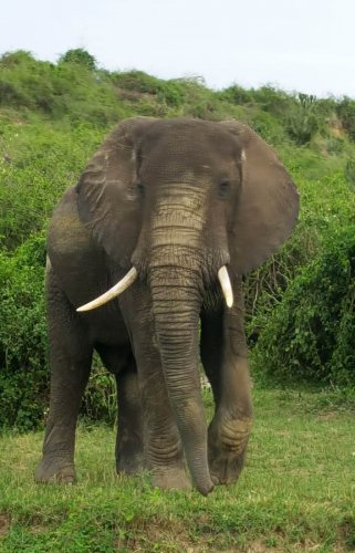 Safari Vacations and Travel Services Ugandan elephant