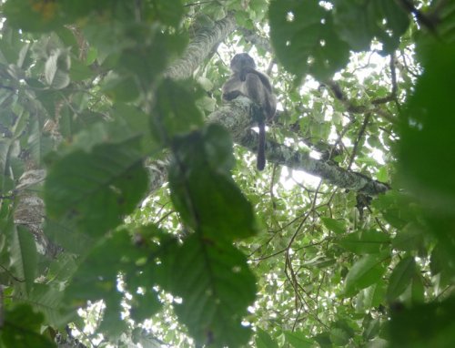 Sebitoli Kibale Forest red colobus monkeys. Charlotte Beauvoisin