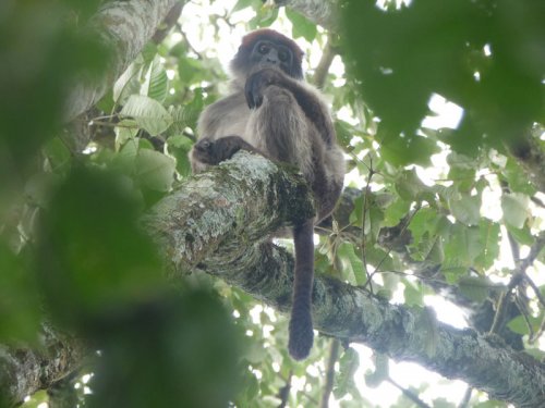 Sebitoli Kibale Forest red colobus monkeys. Charlotte Beauvoisin