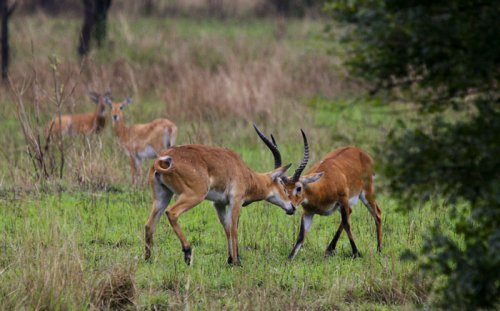 Semliki Safari Lodge, Uganda - Uganda Kob game drive