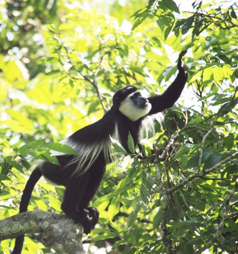 Semliki Safari Lodge, Uganda - black and white Colobus monkey