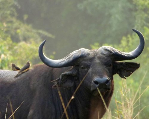 Semliki Safari Lodge Uganda, buffalo. Diary of a Muzungu