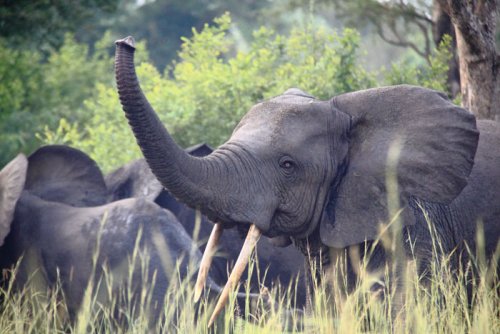 Semliki Safari Lodge, Uganda - elephants