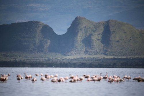 Sleeping Warrior. flamingos. Lake Elmenteita Serena Camp. Soysambu Conservancy