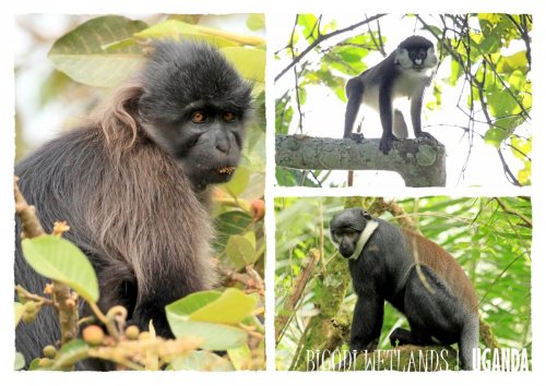 primates Bigodi swamp walk. KAFRED Kibale, Uganda