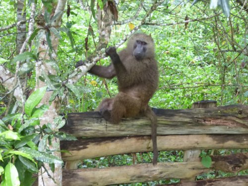Baboon sits on wooden fence. Sunbird Hill, Kibale Forest. Charlotte Beauvoisin