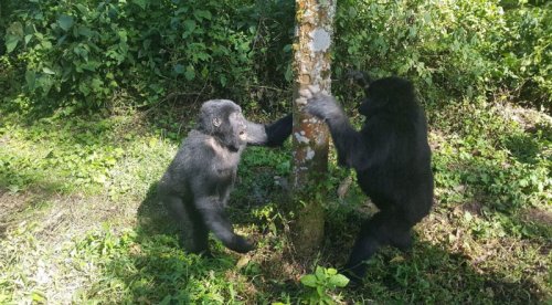 Gorillas. Trekkers Tavern Cottages, Bwindi. PHOTO via TripAdvisor