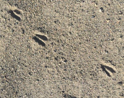 animal footprints. Lake Elmenteita Serena Camp. Diary of a Muzungu