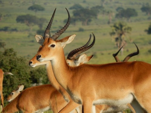 antelopes. F&M Adventure Safaris Uganda