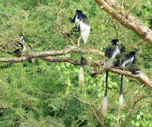 black and white Colobus monkeys. Semliki Safari Lodge Uganda. Diary of a Muzungu