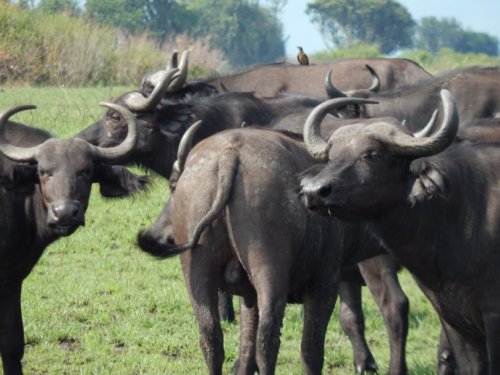 buffalo. F&M Adventure Safaris Uganda