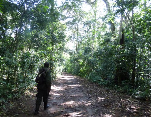 chimp tracking, Kibale Forest. Diary of a Muzungu Uganda