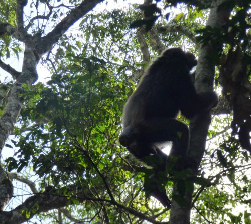 chimp tracking, Kibale Forest. Diary of a Muzungu Uganda
