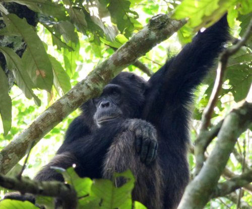 chimp tracking, Kibale Forest.Charlotte Beauvoisin