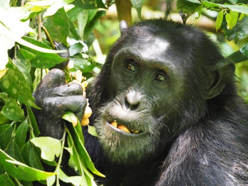 chimpanzee. F&M Adventure Safaris Uganda