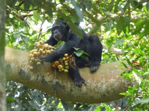 chimpanzee eating figs, Kibale Forest, Sunbird Hill. Diary of a Muzungu