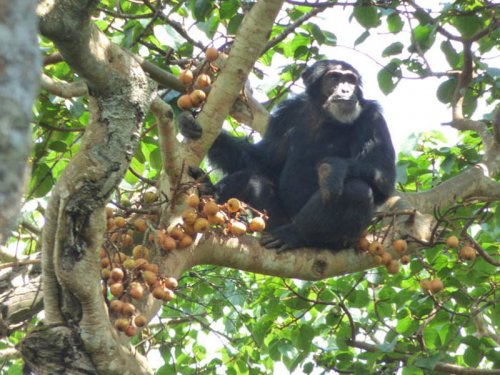 chimpanzee eating figs, Kibale Forest, Sunbird Hill. Diary of a Muzungu