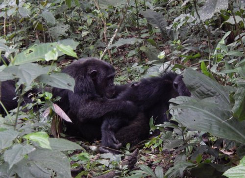 chimps grooming. F&M Adventure Safaris Uganda