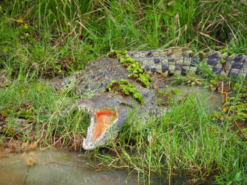 crocodiles. F&M Adventure Safaris Uganda