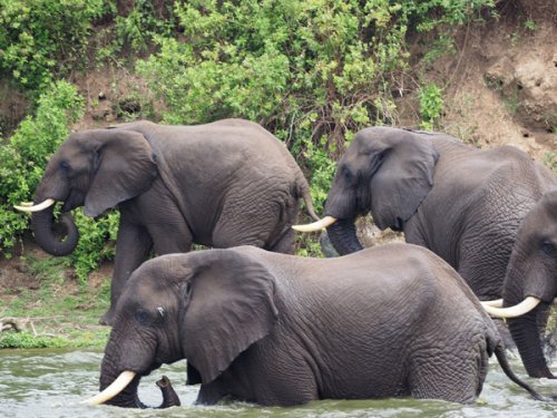 elephants F&M Adventure Safaris Uganda
