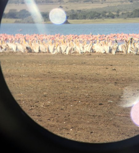 flamingos, pelicans binoculars. Lake Elmenteita Serena Camp. Diary of a Muzungu